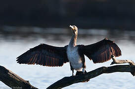 Great Cormorant