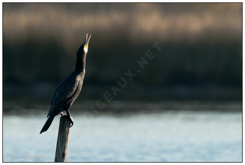 Great Cormorant