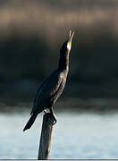 Great Cormorant