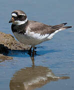 Common Ringed Plover