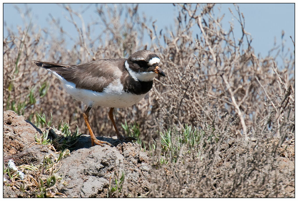 Common Ringed Plover