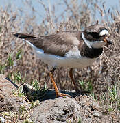 Common Ringed Plover