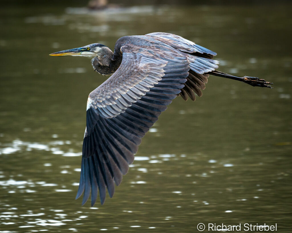 Great Blue Heron