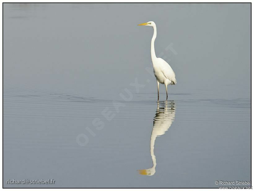 Grande Aigrette