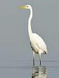 Grande Aigrette