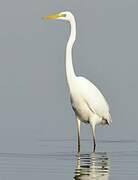 Grande Aigrette