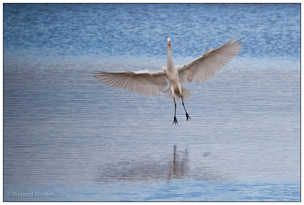 Grande Aigrette