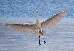 Grande Aigrette