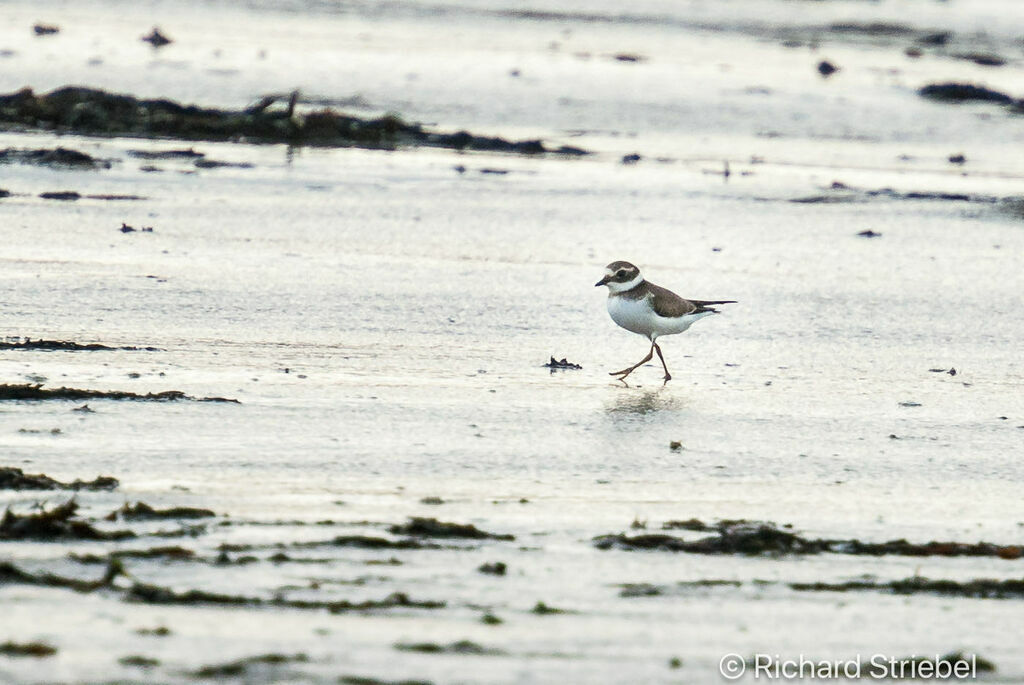 Kentish Plover