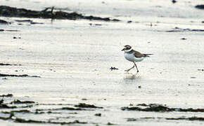 Kentish Plover