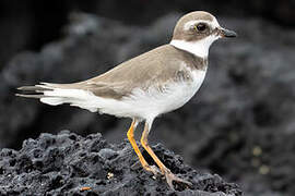 Semipalmated Plover