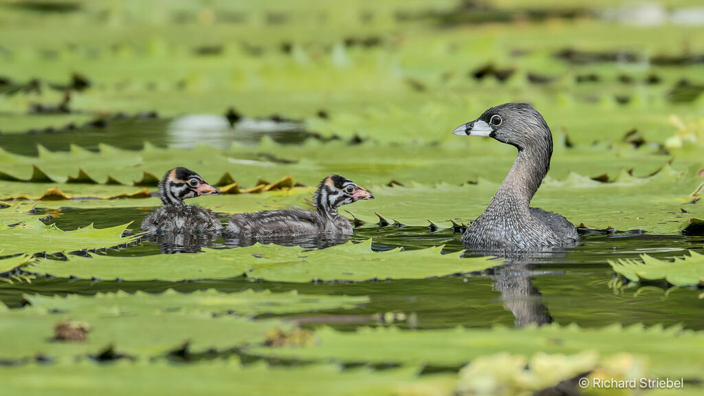 Grèbe à bec bigarré