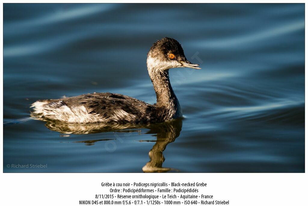 Black-necked Grebe