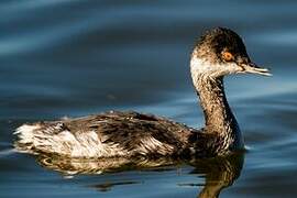 Black-necked Grebe