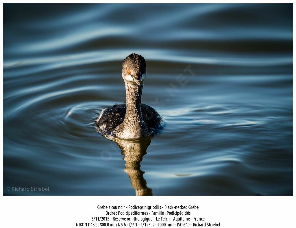 Black-necked Grebe