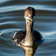 Black-necked Grebe