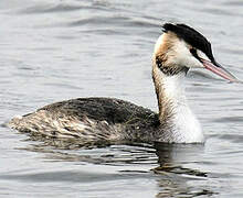 Great Crested Grebe