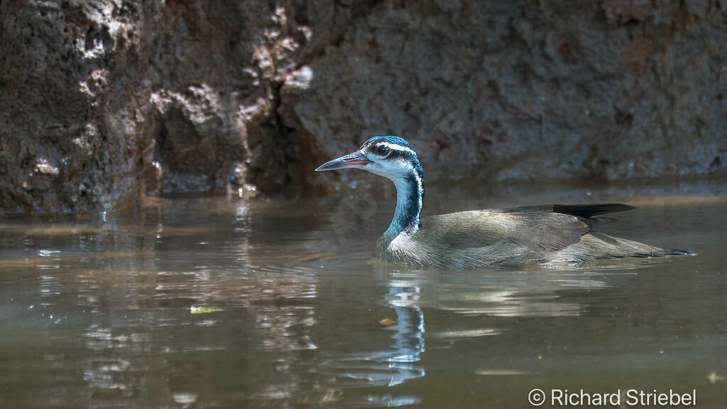 Sungrebe