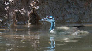 Sungrebe