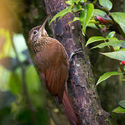 Cocoa Woodcreeper