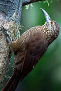 Montane Woodcreeper