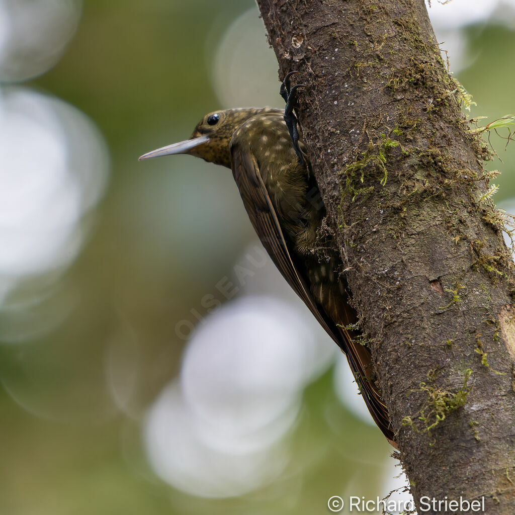 Spotted Woodcreeper