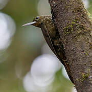 Spotted Woodcreeper