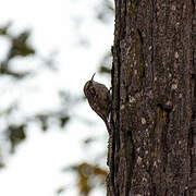 Eurasian Treecreeper