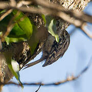 Short-toed Treecreeper