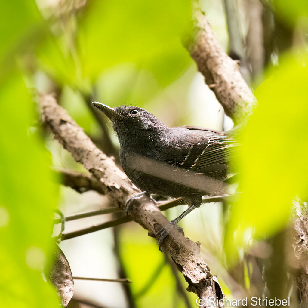 Dusky Antbird male