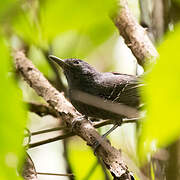 Dusky Antbird