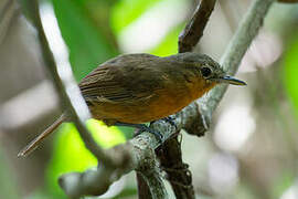 Dusky Antbird