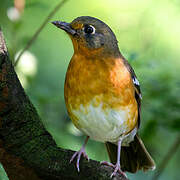 Orange Ground Thrush