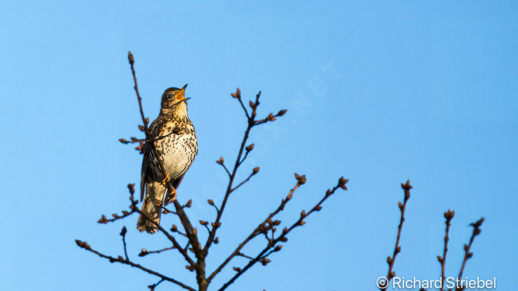 Song Thrush