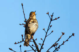 Song Thrush