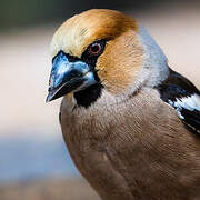 Hawfinch