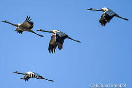 Common Crane