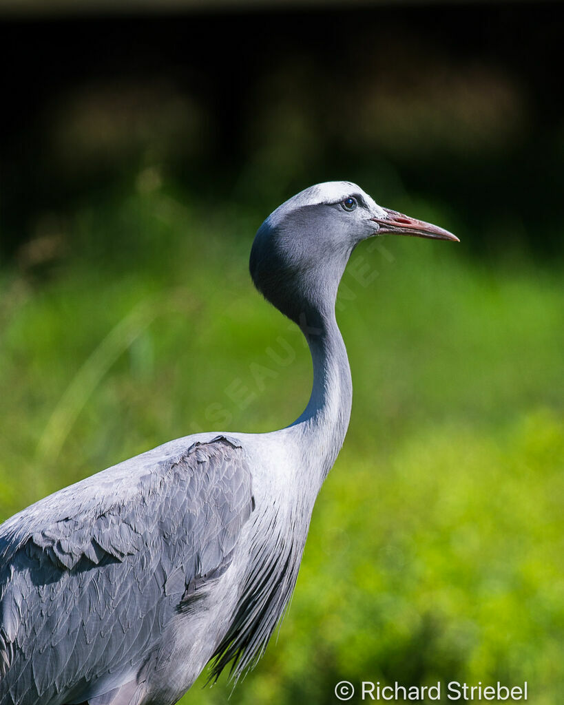 Blue Crane