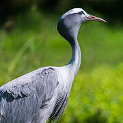 Blue Crane