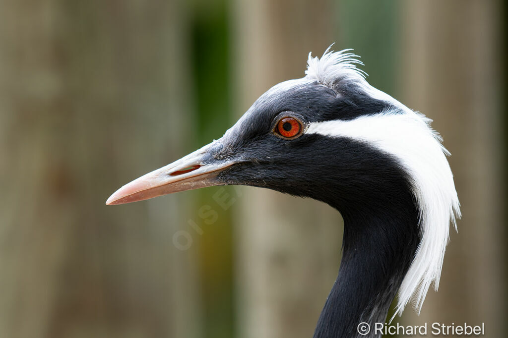 Demoiselle Crane