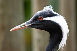 Demoiselle Crane