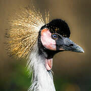 Grey Crowned Crane