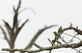 European Bee-eater