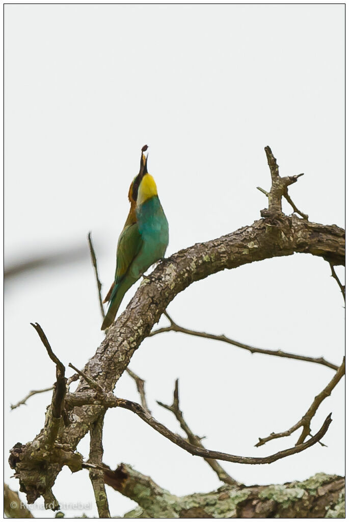 European Bee-eater