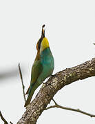 European Bee-eater