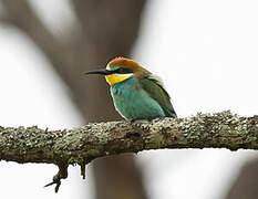 European Bee-eater