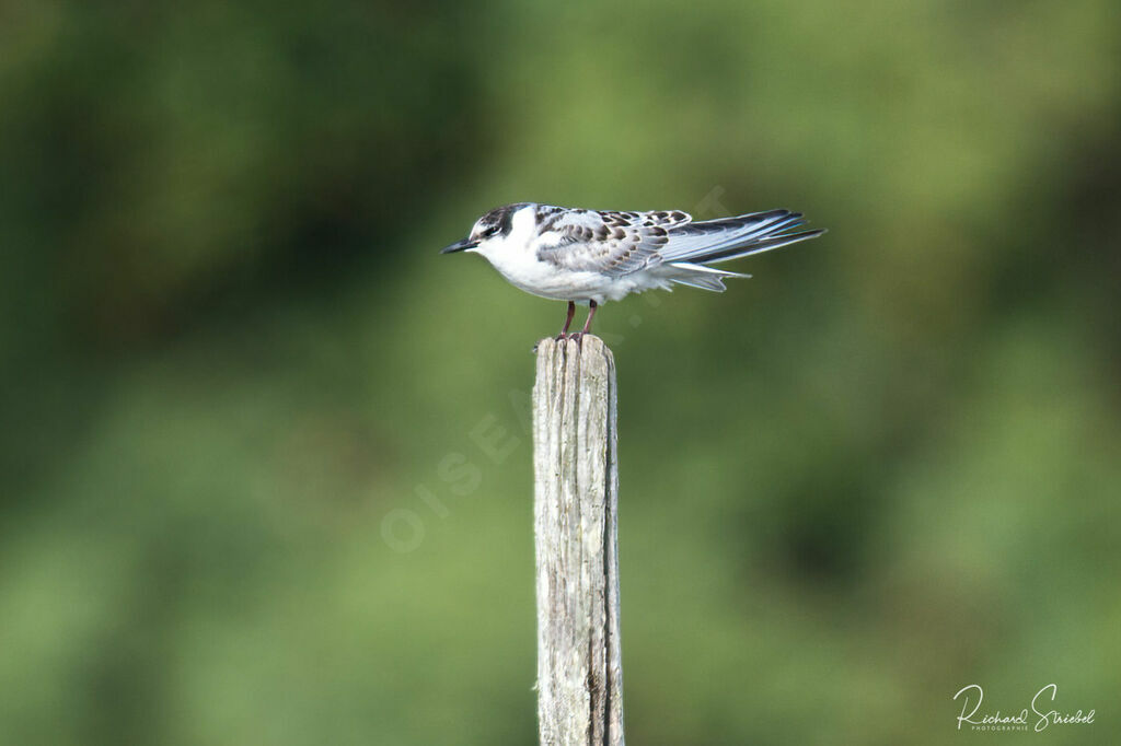 Whiskered Tern