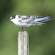 Whiskered Tern