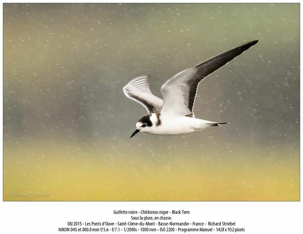 Black Tern, Flight