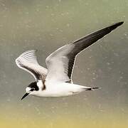 Black Tern